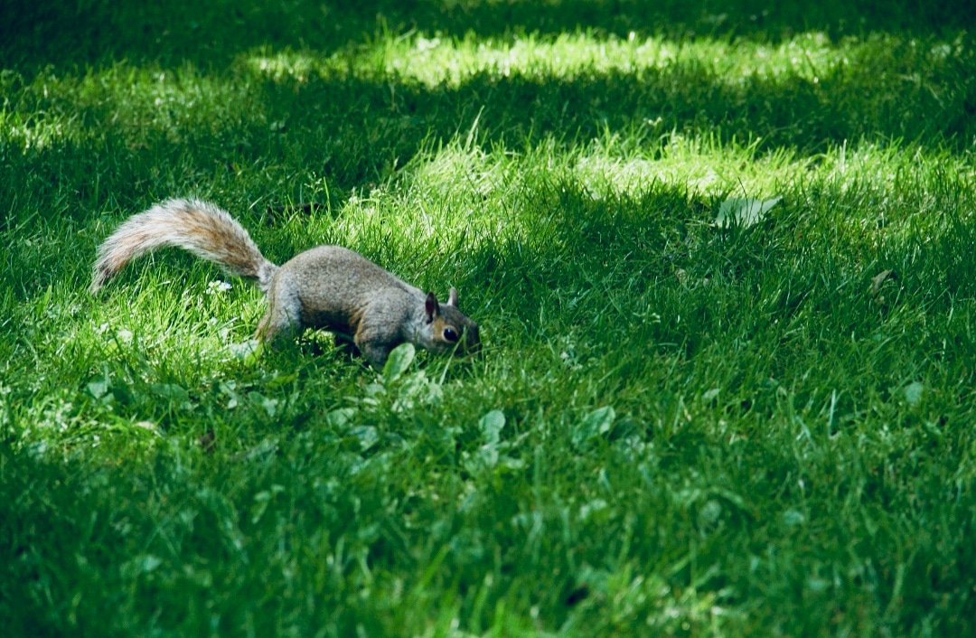 WoollyDream's tweet photo. Even the squirrels are keeping their 2 metres!... Well done Squirrels! 🐿️👍...Hang in there and keep on keeping safe everyone! 💙 #lockdown #covid19 #photography #wildlife #socialdistancing #squirrels #allinthistogether 💜❤️💚💙💛 https://t.co/c36lefugrt