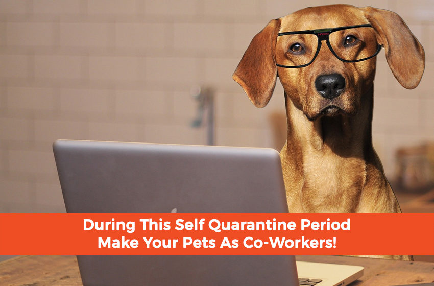 Have your pets become your co-workers?!?!?!