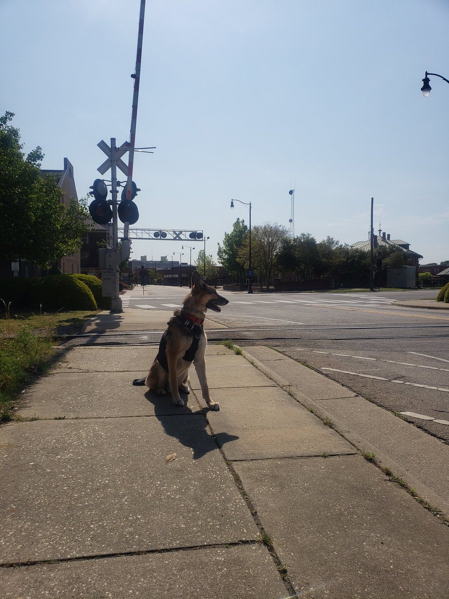 BudicSanda's tweet photo. My boy Aiko and I did #SocialDistancingNow Stopped and took few pics along the way..
@Sheriff_EWright @CityOfFayNC @FayettevillePD @CumberlandNC
#Fayetteville #NC #6feetapart #SundayMotivation #GermanShepherd #gsd #msYG
W https://t.co/Cw68kGOgOA