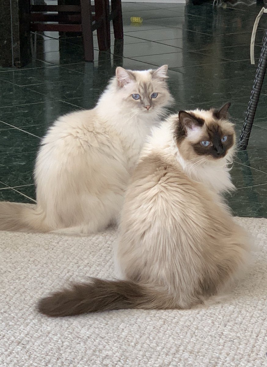 OMC! Why aren’t we answering the door? Didn’t y’all hear the bell? There will be treats and #CatBoxSunday from Amazon🐾😻🐾 🥰Ari and Cali🥰#BirmanBabies #CatsOfTwitter ✋🤚😷Butler, Use Gloves, Mask and Wipes😷✋🤚Y’all Stay Safe🥰