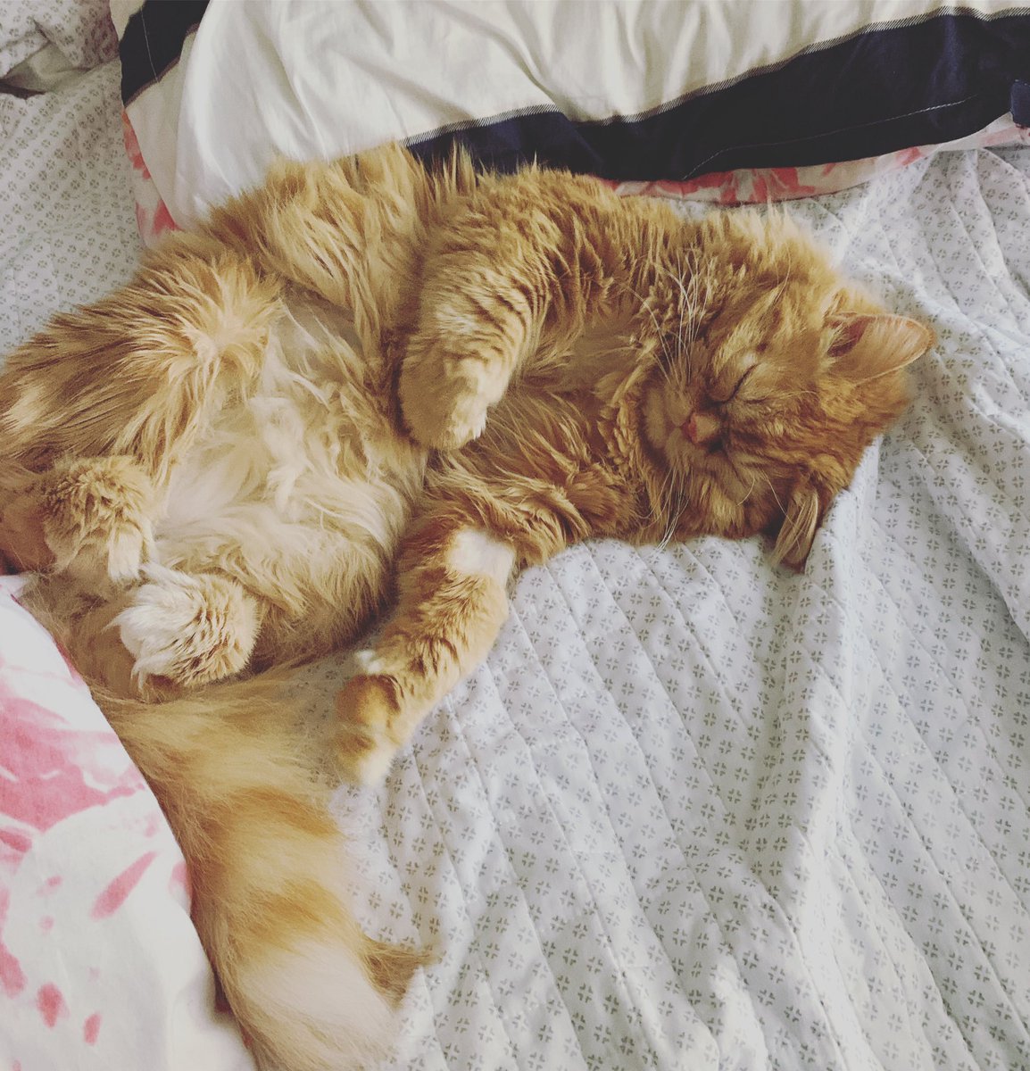 BoozieDragon's tweet photo. Cuteness overload 🥰 https://t.co/GW5ihD8E1Q