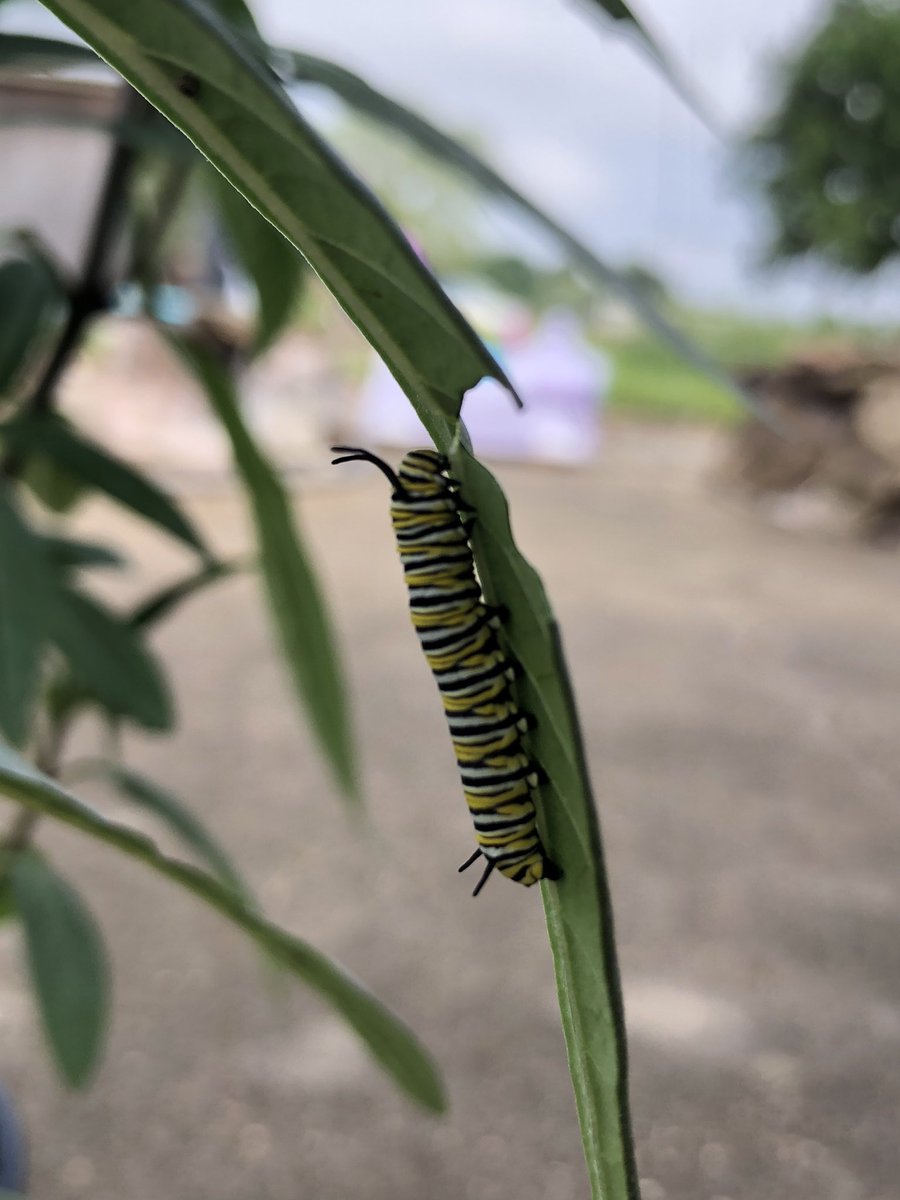 Just a few monarch caterpillars enjoying the milkweed.