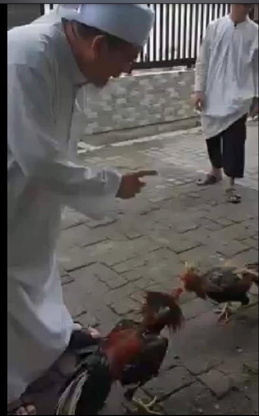 BudiGun96970393's tweet image. Ternyata @MUIPusat memelihara @ustadtengkuzul sebagai pengurus. 
Karena punya kelebihan hobbi sabung ayam. 
👍👍👍