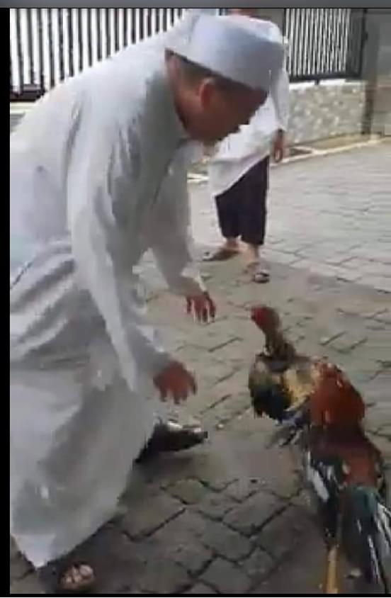 BudiGun96970393's tweet image. Ternyata @MUIPusat memelihara @ustadtengkuzul sebagai pengurus. 
Karena punya kelebihan hobbi sabung ayam. 
👍👍👍