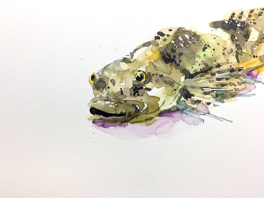 「小さい魚なんですけどね。一生懸命さがいいです。絵にならない魚を絵にする楽しさ。 」|わへい水彩画@京都水彩画塾塾長のイラスト