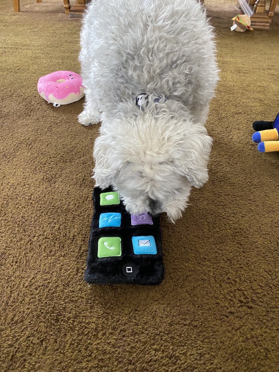 WestieBichon's tweet photo. Finally got my own phone! https://t.co/s1YQh7kHeE