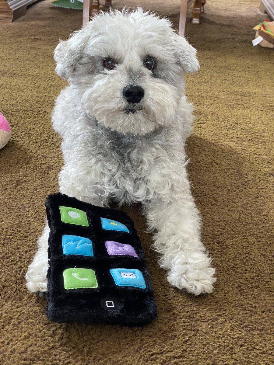 WestieBichon's tweet photo. Finally got my own phone! https://t.co/s1YQh7kHeE