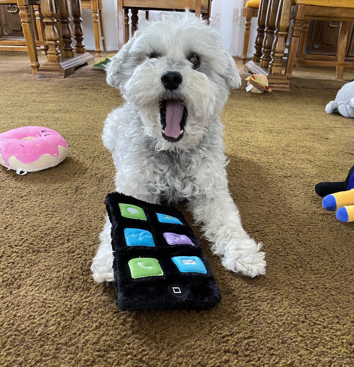 WestieBichon's tweet photo. Finally got my own phone! https://t.co/s1YQh7kHeE