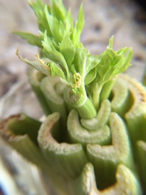 evorbachcollins's tweet image. #WhatIAmLearningInQuarantine #QuarantineLife
I can grow my own.