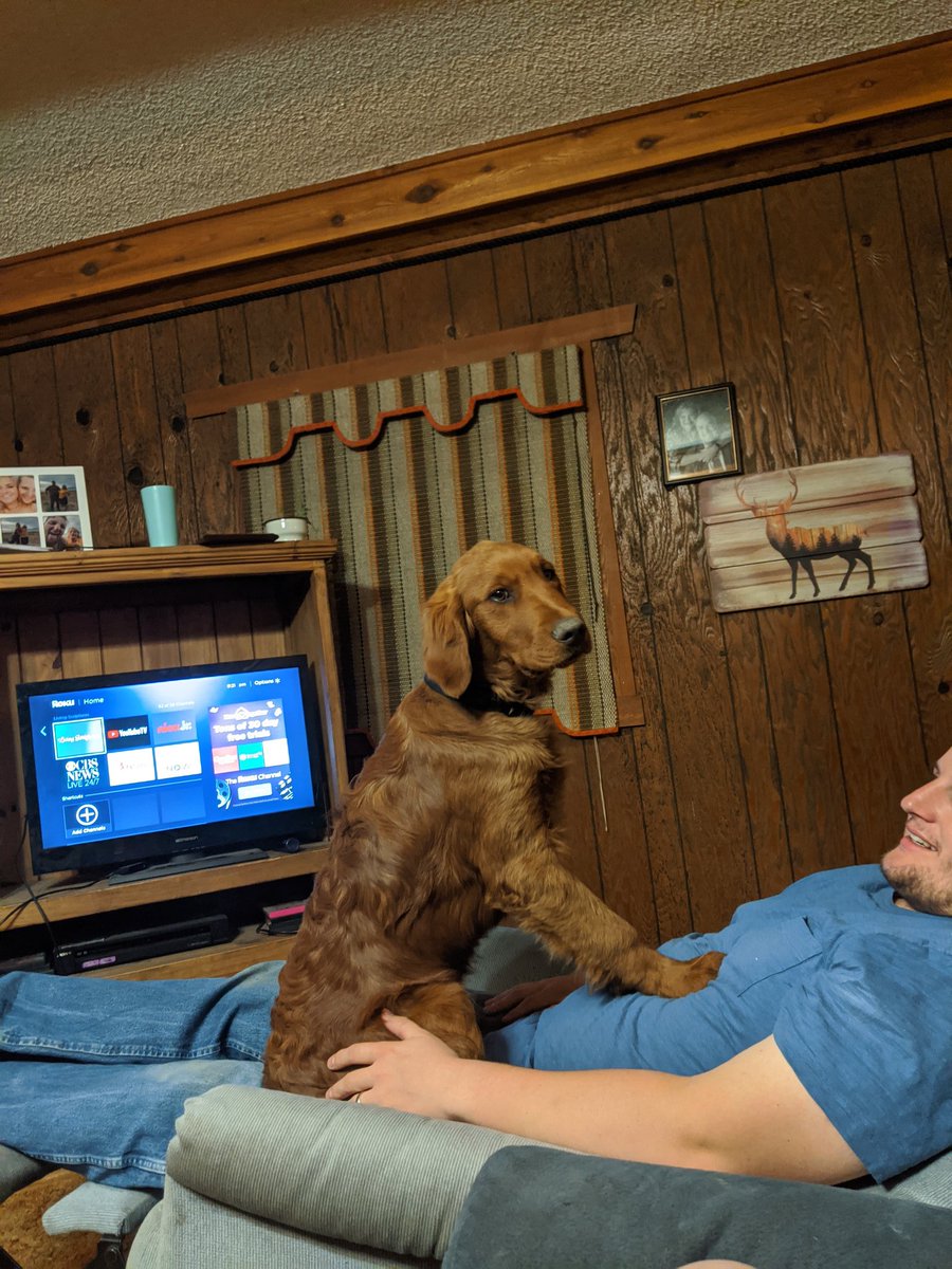 annie_gull's tweet photo. Our PUP is getting to big to be a lap dog 😂 https://t.co/rU6ti9rjqN