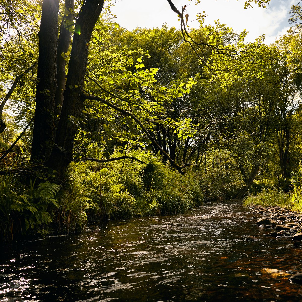 BacchusGroupCan's tweet photo. The exceptionally pure waters of the Granty Burn used in the distilling process are just one of the ways that @speyburnwhisky include a piece of Speyside in every Speyburn dram. Giving you an authentic taste of Scotland, no matter where you enjoy it.
#BCBartender #Vancouver https://t.co/KmHohzo3Dc