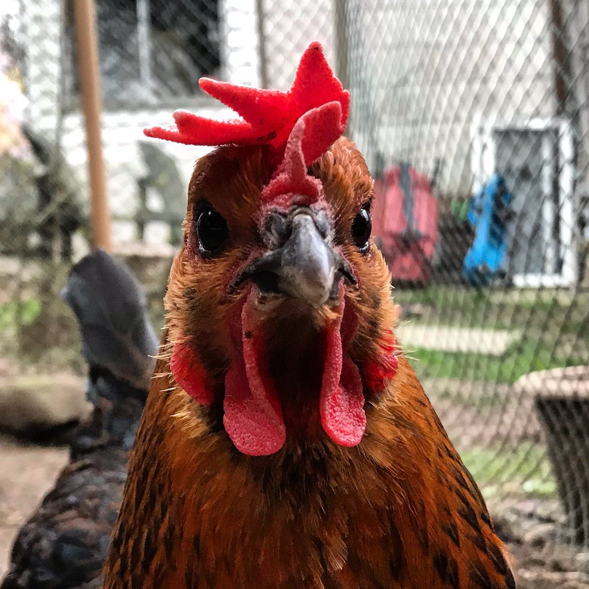 LGMonkey's tweet photo. I am a Home Caregiver for seniors. One client lives near chickens. So, here is the start of #dailychicken https://t.co/p2KgEAkeEY