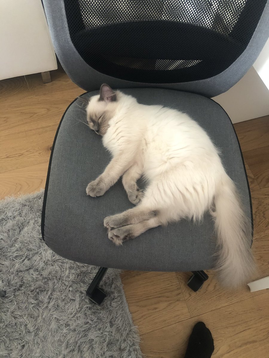 My_fitzone's tweet photo. Can’t work anymore today as my cat is in my chair #StayAtHome #catsaysno #Kittens #ragdoll https://t.co/QOlRAj7tVU