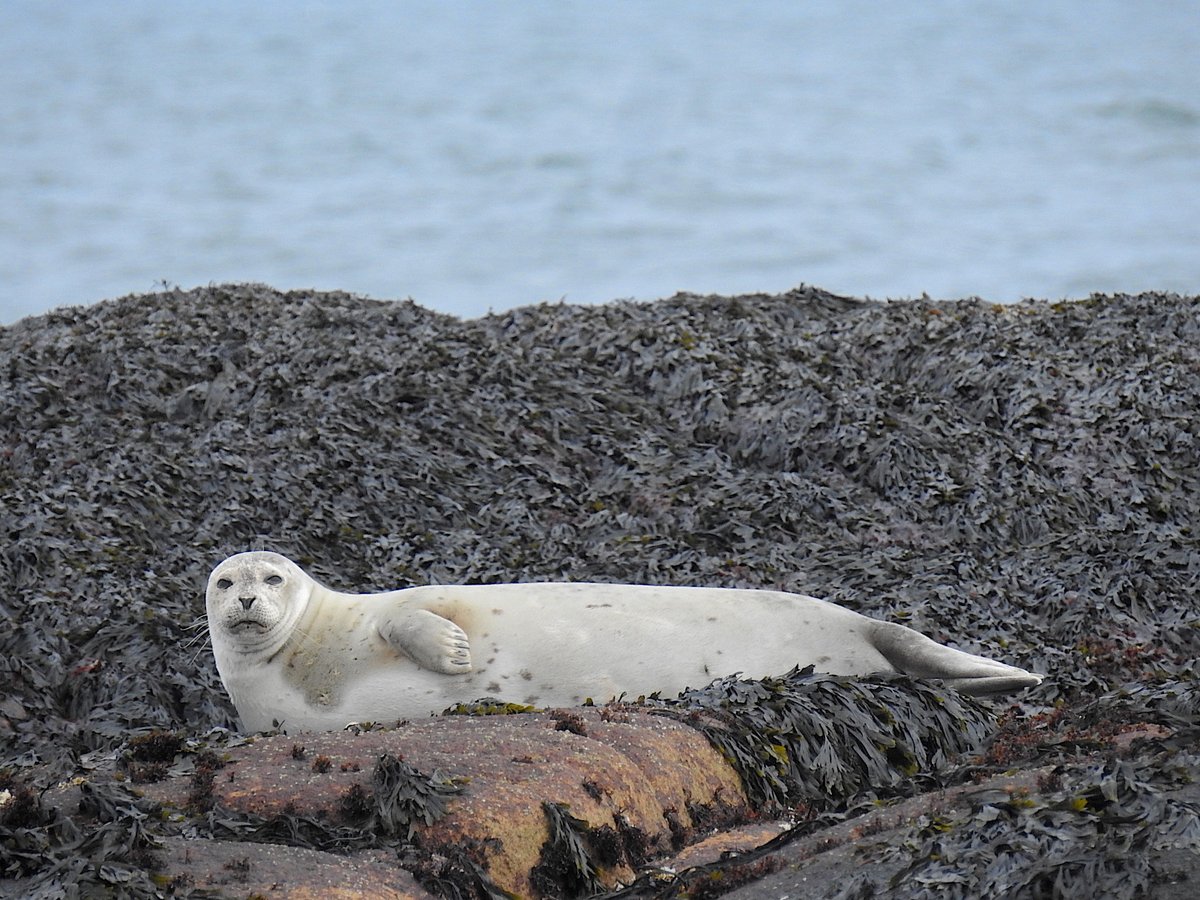 ZoeWeil's tweet image. How much do I love seals? So much. How lucky do I feel when I get to see them lounging on seaweed covered rocks? So lucky. How ready am I to face #COVID19 challenges after a weekend with time in nature? Ready for the week ahead. Here we go #solutionaries.