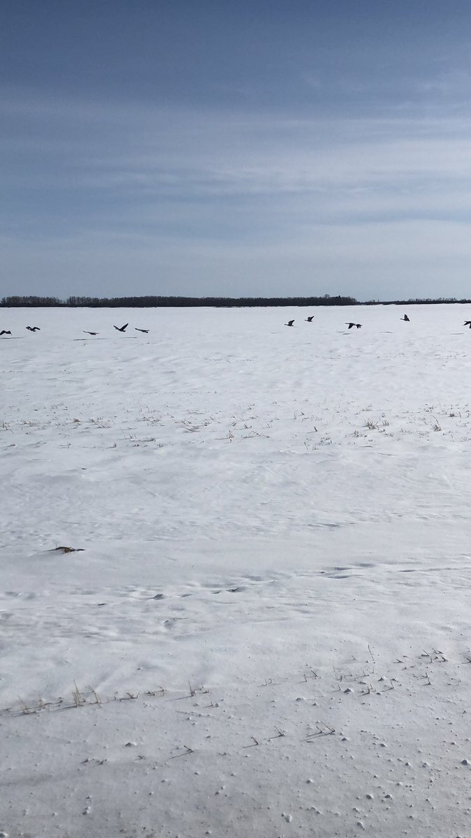 2mileTom's tweet photo. These geese are not impressed https://t.co/SJLKhlVrX7