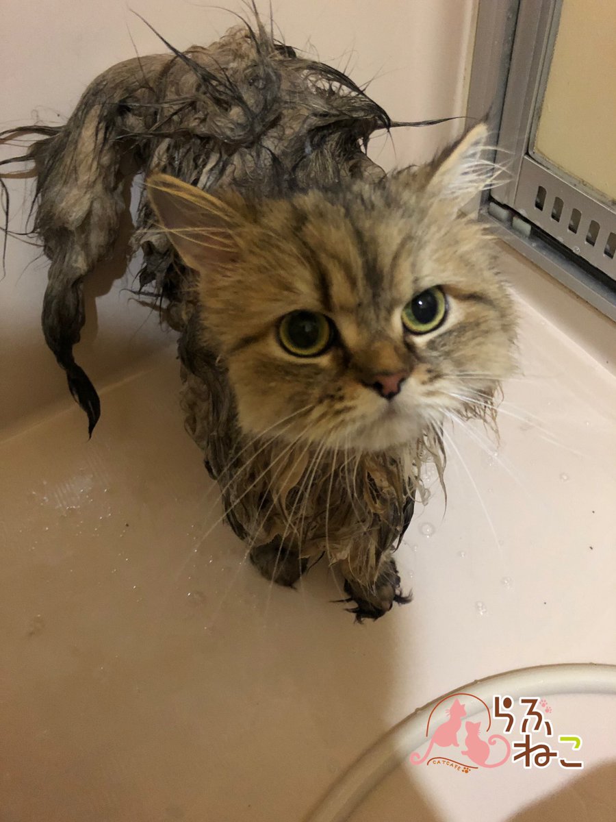 札幌 猫カフェ らぶねこ 今日は マリン様のシャンプー ドライヤーを 敵 とみなし 猫パンチとシャーの威嚇攻撃 人スタの手が傷だらけになりました さすが 母は強いですね マリン様 お疲れ様でした 猫カフェ らぶねこ Cat Catcafe