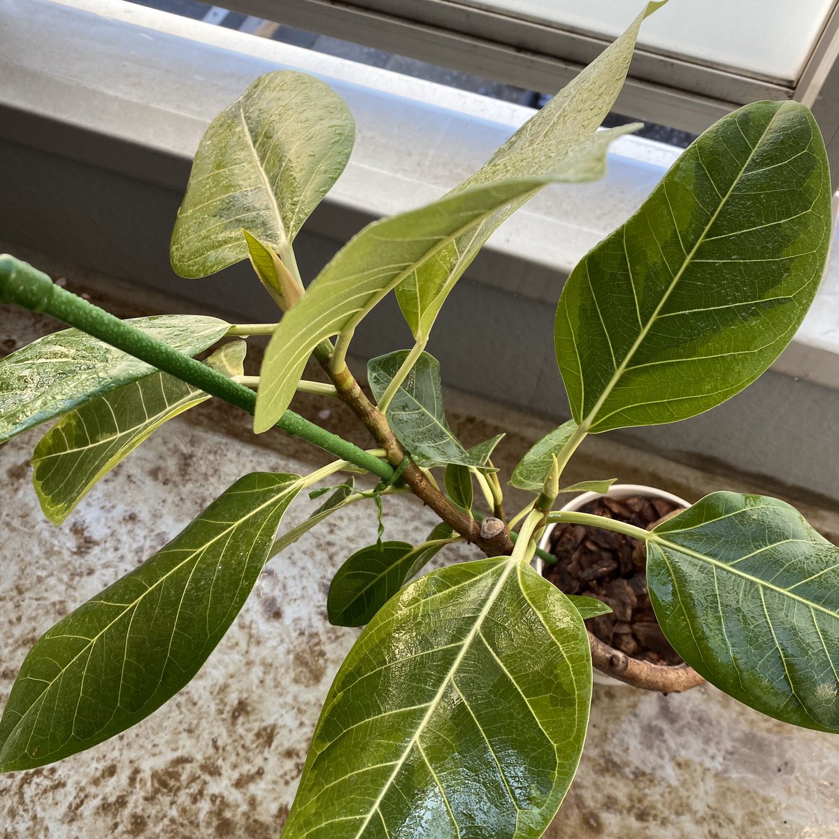 Tom Gr うーん 植え替えてから取り木 だな フィカス アルテシマ ゴムの木 取り木 Ficus Altissima