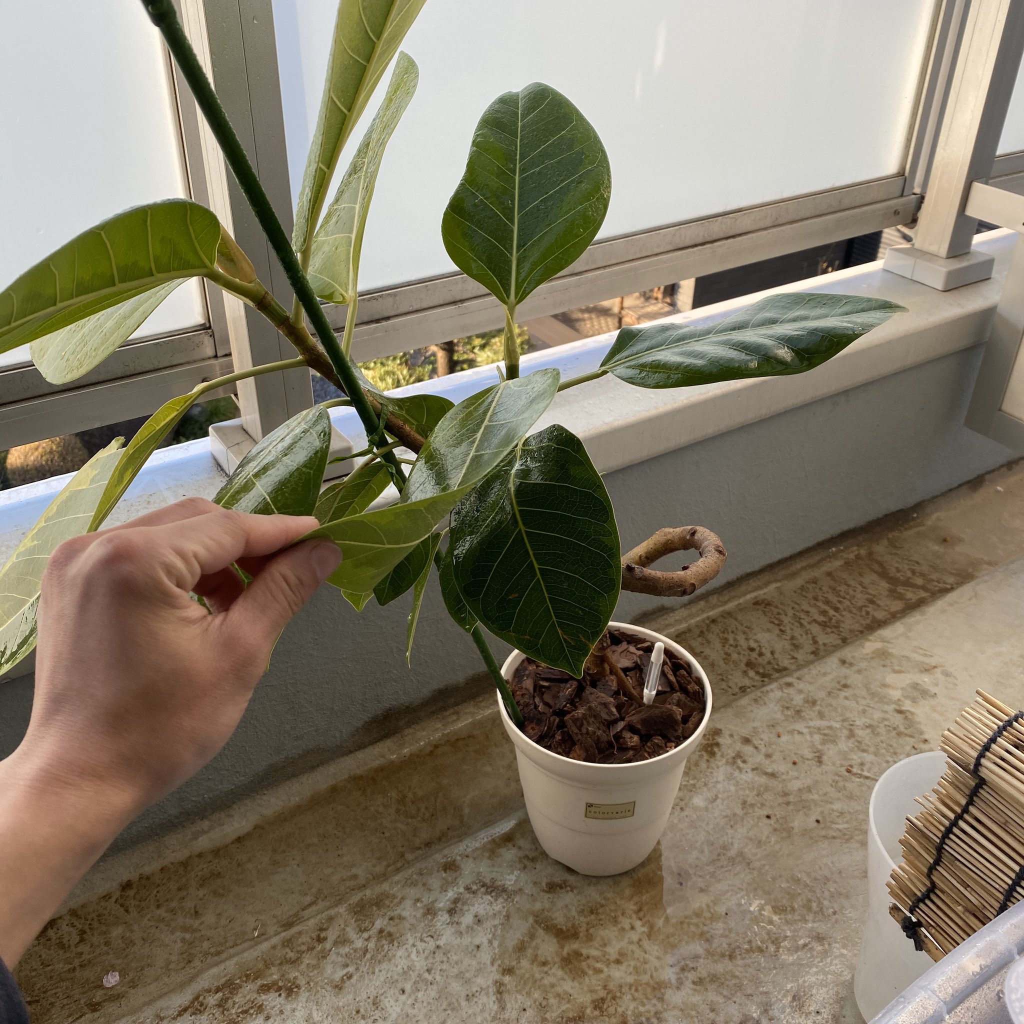 توییتر Tom Gr در توییتر うーん 植え替えてから取り木 だな フィカス アルテシマ ゴムの木 取り木 Ficus Altissima T Co 2vhahultkp