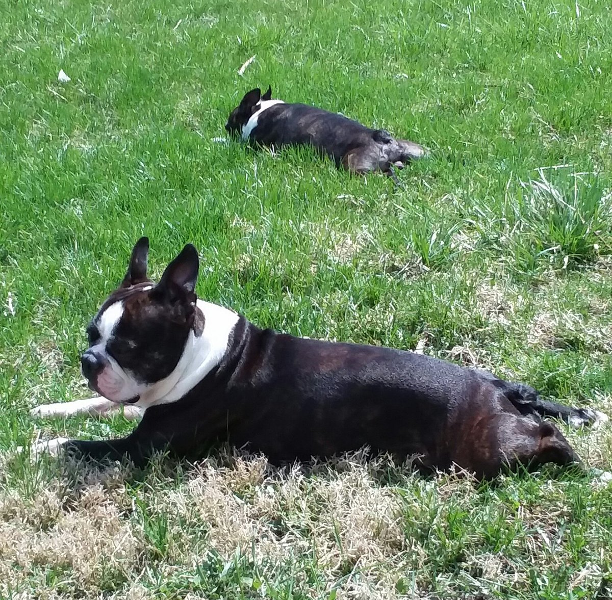qwertyboy75's tweet photo. It was Frog Leg Friday the other day for my lounge rats that are recharging in the sun...Shoot, grass is getting green! https://t.co/d8gCLJGsK8