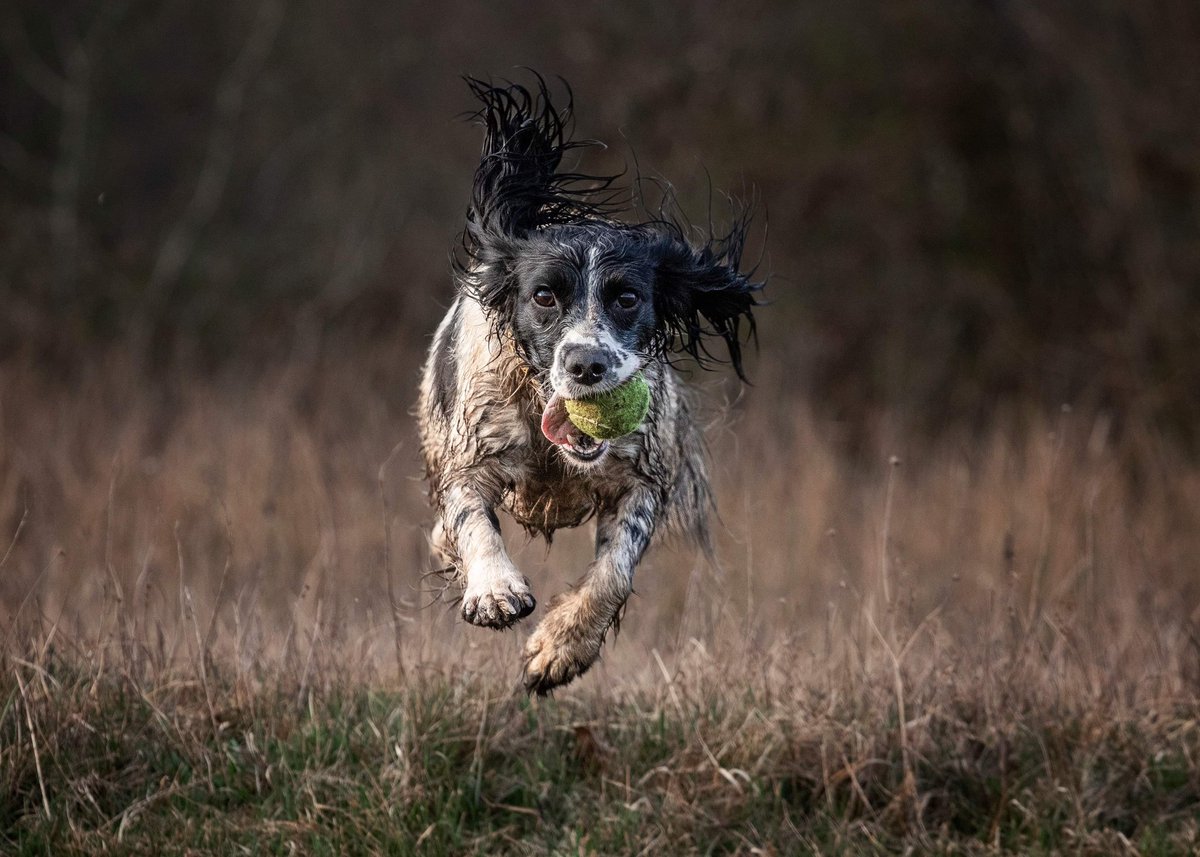 Enviro-Dogs tweet media