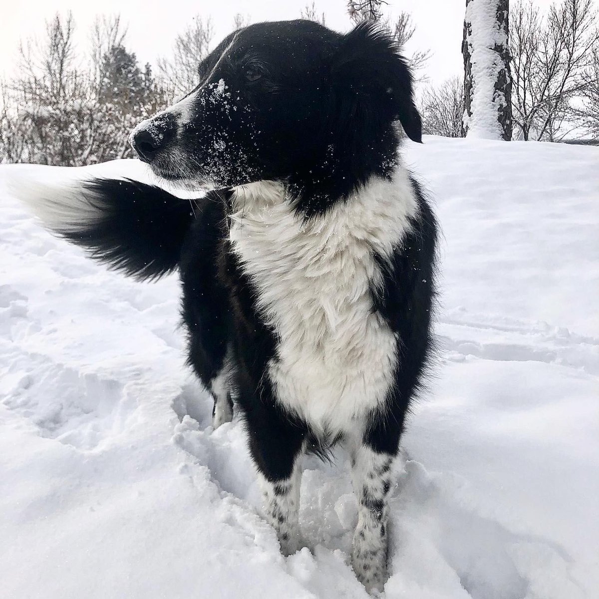 Fx5solutions's tweet photo. Rooney is today's "The Dogs of FIVE x 5" feature!

Job Title: Employee of the Month, every month
Likes: watching prairie dogs on Nat Geo, staring at &amp; herding my humans
Dislikes:dog prison aka the vet
🐶
#dogsoffacebook #SaaS #craftspirits #beatcovid19 @dog_rates @DogsofInstagram https://t.co/YgViGSzbIV