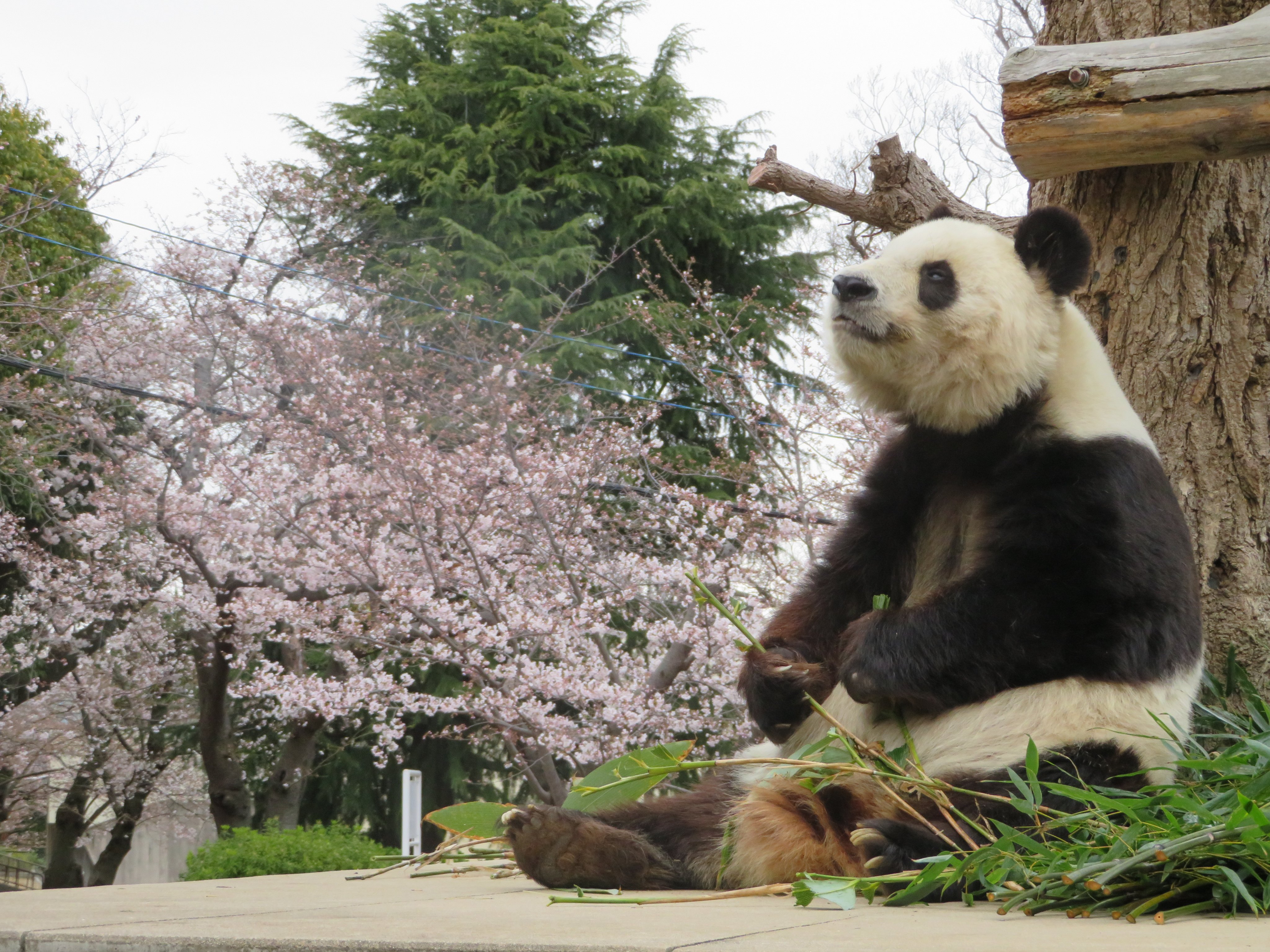 神戸市立王子動物園（公式） on X: 
