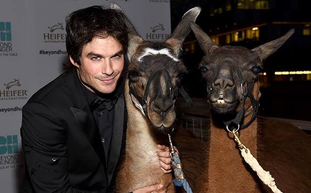 fangsforhire's tweet photo. Couldn't find a goat so figured these would do. Please don't sacrifice them. They're cute. @samaelnomcre https://t.co/e3xJZioZJB