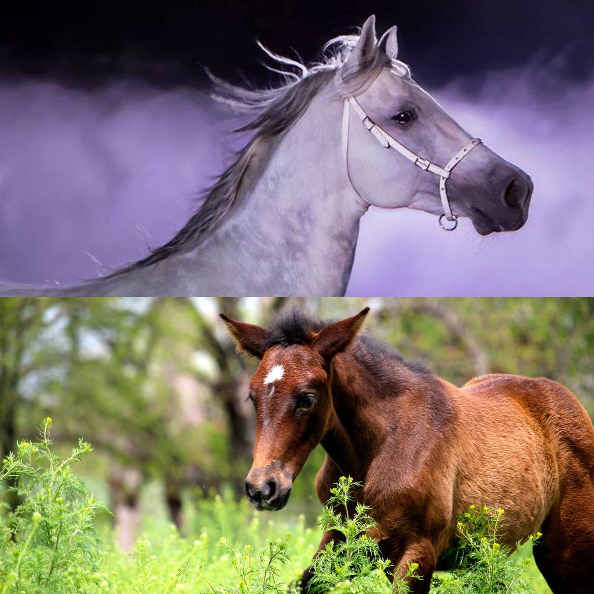 MedievalChicago's tweet photo. #FunFact: Andalusian horses are born dark gray or even a brown or bay color. As they get older, light spots of hair start to appear until they become completely white or light gray. #mtfan #mtchicago #horse🐎 https://t.co/4IsLnykgOL