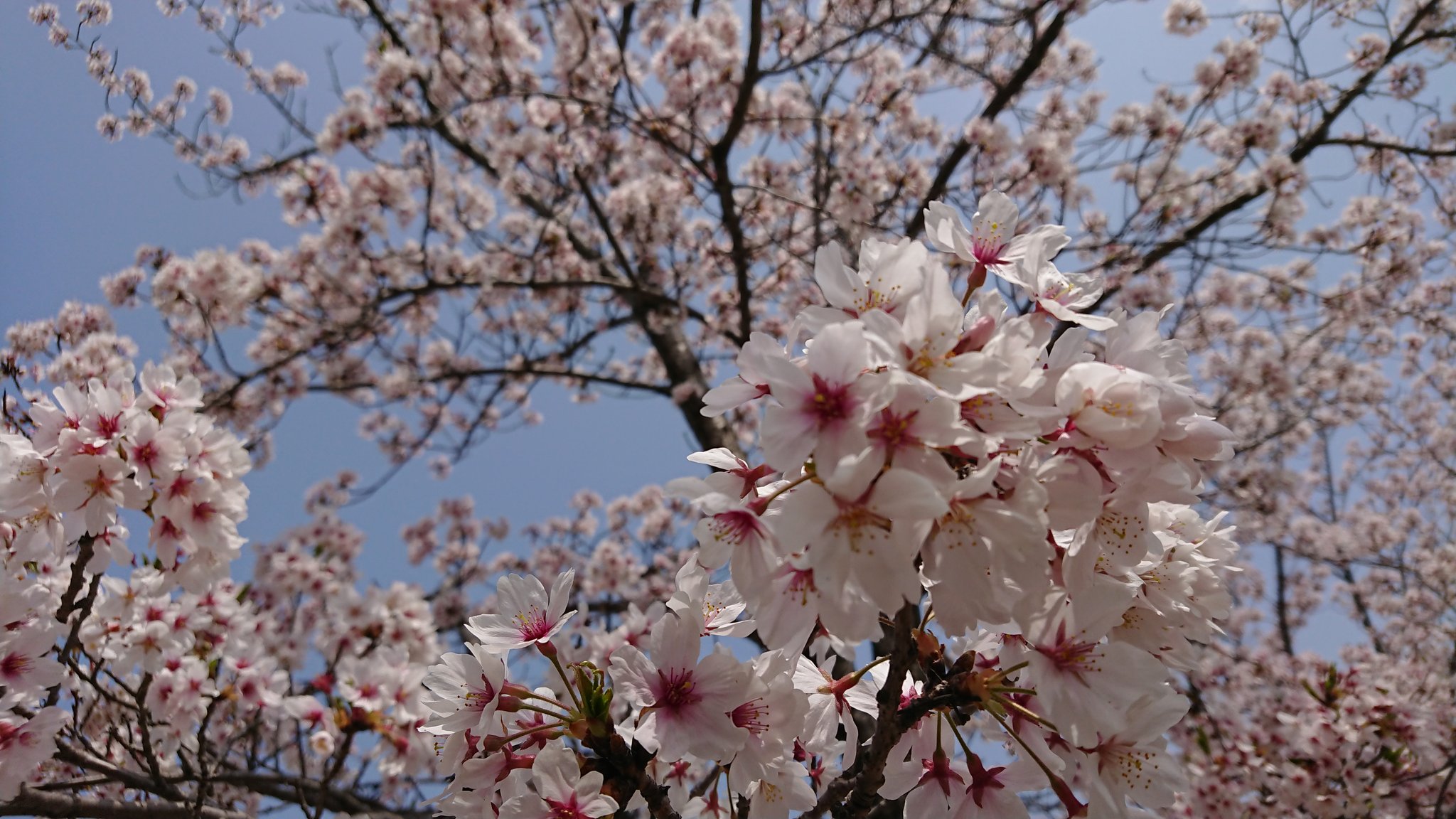 りょう 桜の花びら散るたびに 届かぬ思いがまた一つ 涙と笑顔に消されてく そしてまた大人になった 追いかけるだけの悲しみは 強く清らかな悲しみは いつまでも変わることの無い 君の中に 僕の中に 咲く Love 桜 コブクロ なっちゃんと一緒にお花見し りょう 桜の花びら散るたびに 届かぬ思いがまた一つ 涙と笑顔に消されてく そしてまた大人になった 追いかけるだけの悲しみは 強く清らかな悲しみは いつまでも変わることの無い 君の中に 僕の中に 咲く Love 桜 コブクロ なっちゃんと一緒にお花見し