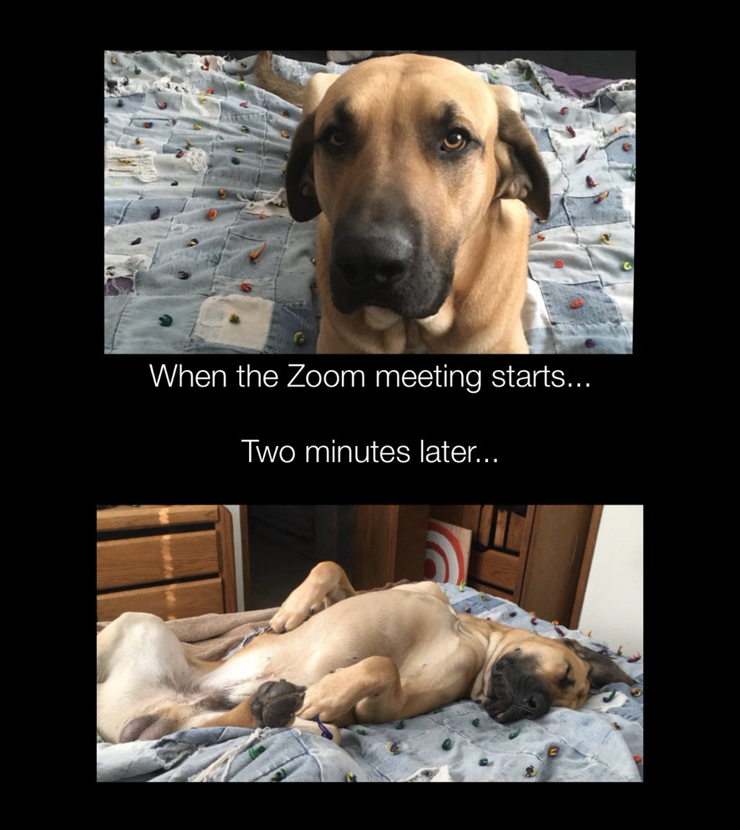The dogs know what’s up! #zoomstories #MCO435