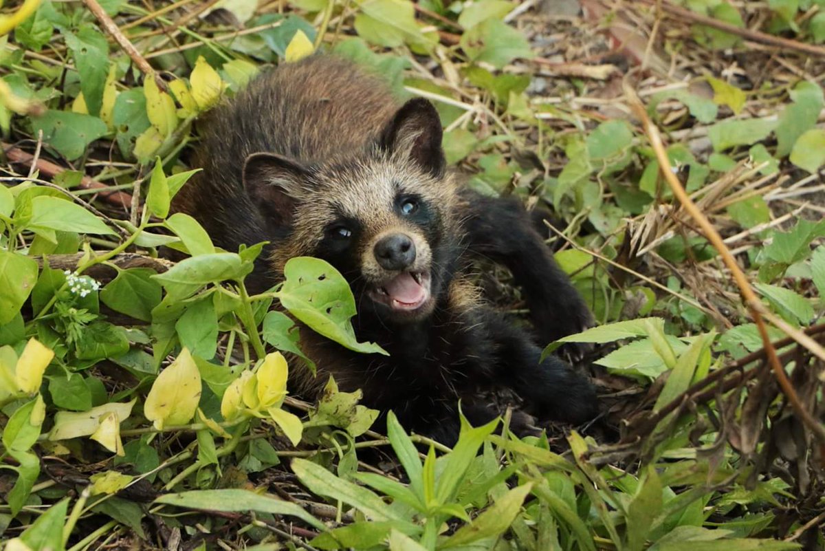 ふらふらだちょう 日本産動物の代表的存在のタヌキ 決して珍しい動物ではありませんが ふとした拍子に出会えるととても嬉しくなる存在です 1 2枚目はホンドタヌキ 3 4枚目はエゾタヌキです Twitterで楽しむ動物展覧会 ホンドタヌキ エゾタヌキ