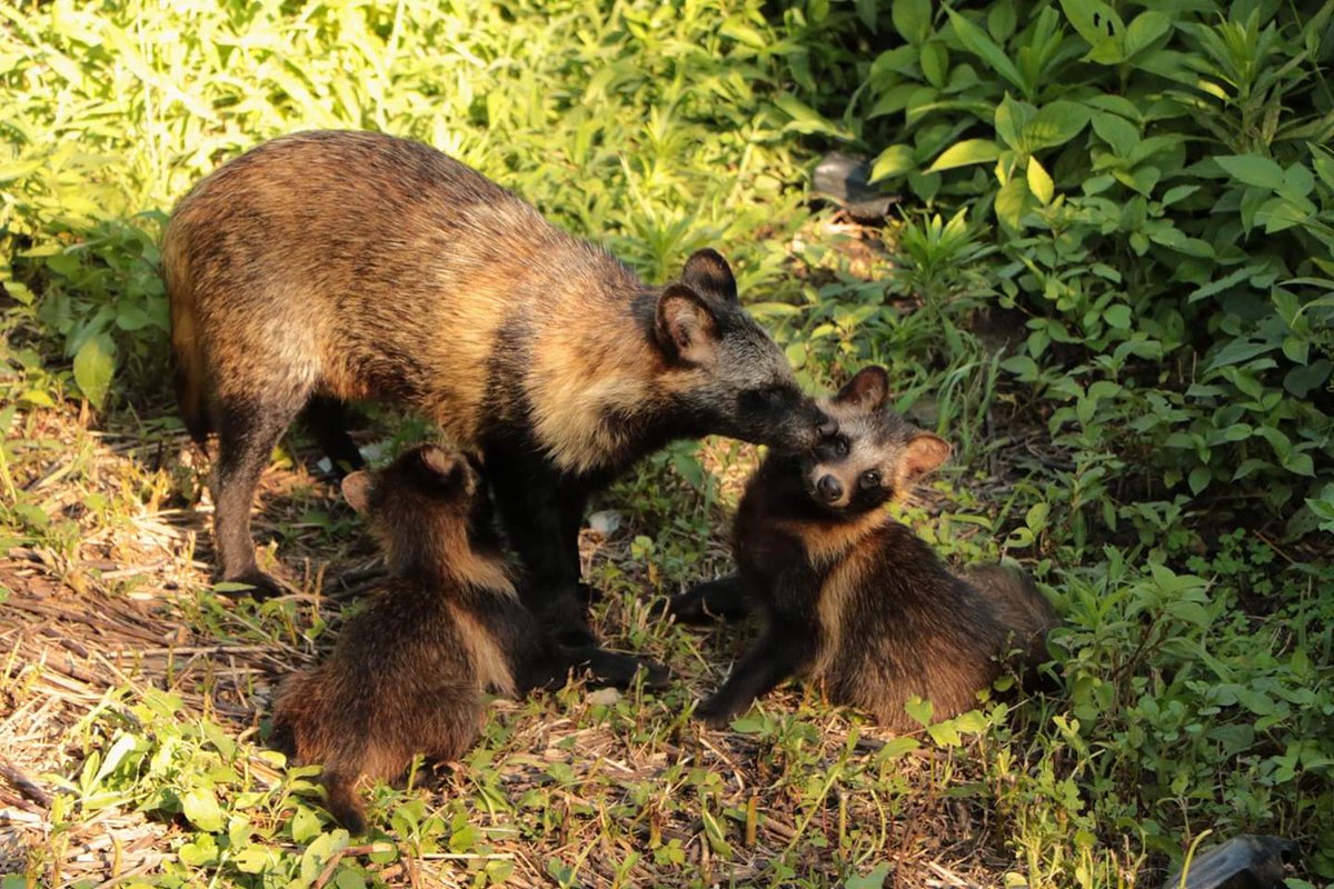 ふらふらだちょう 日本産動物の代表的存在のタヌキ 決して珍しい動物ではありませんが ふとした拍子に出会えるととても嬉しくなる存在です 1 2枚目はホンドタヌキ 3 4枚目はエゾタヌキです Twitterで楽しむ動物展覧会 ホンドタヌキ エゾタヌキ ふらふらだちょう 日本産動物の代表的存在のタヌキ 決して珍しい動物ではありませんが ふとした拍子に出会えるととても嬉しくなる存在です 1 2枚目はホンドタヌキ 3 4枚目はエゾタヌキです Twitterで楽しむ動物展覧会 ホンドタヌキ エゾタヌキ