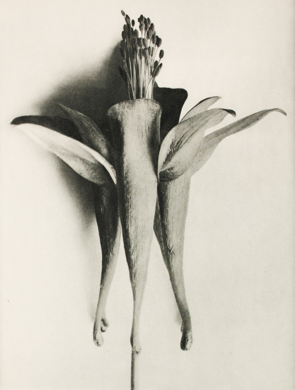 MilwaukeeArt's tweet photo. To Karl Blossfeldt, plants were “a treasure trove of forms.”
The artist created these photographs of enlarged plant blossoms to inspire his sculpture students. Images: https://t.co/UOXGs05DNi
#MuseumFromHome
#MAMinspires https://t.co/hFOq74DQg7