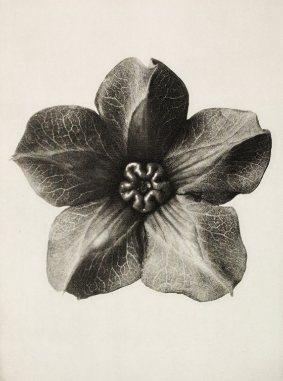 MilwaukeeArt's tweet photo. To Karl Blossfeldt, plants were “a treasure trove of forms.”
The artist created these photographs of enlarged plant blossoms to inspire his sculpture students. Images: https://t.co/UOXGs05DNi
#MuseumFromHome
#MAMinspires https://t.co/hFOq74DQg7