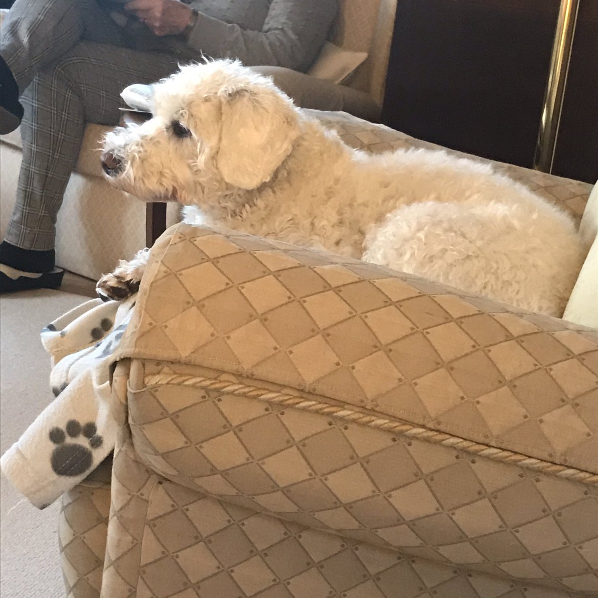 RebeccaLouis's tweet photo. My dog loves watching Countryfile!
#avidviewer #sheeparehisfavourite https://t.co/IrBeVjPyPw