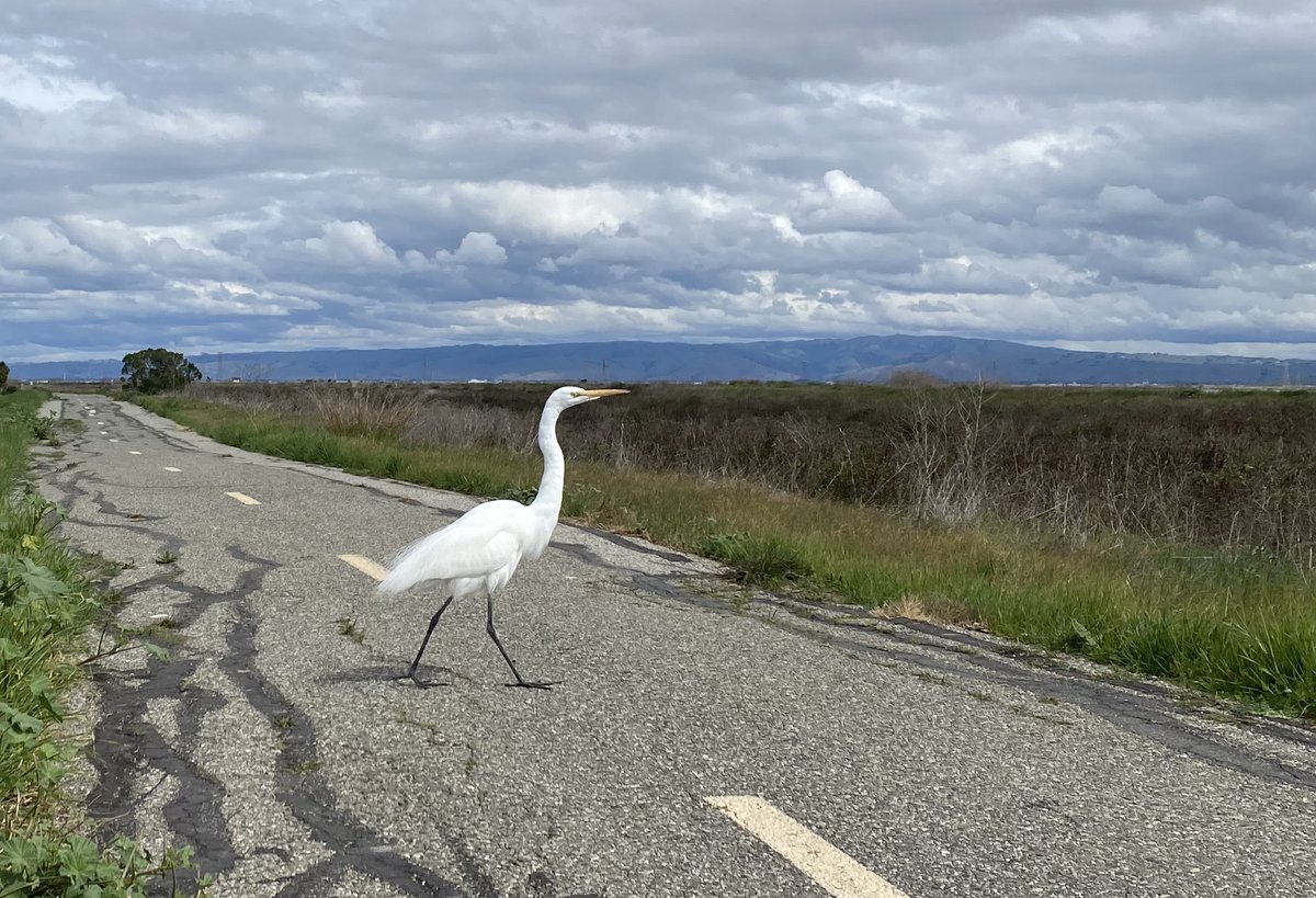 This guy is enjoying social distance. Runners backed up on the trail at 6 ft intervals while he takes his time to cross