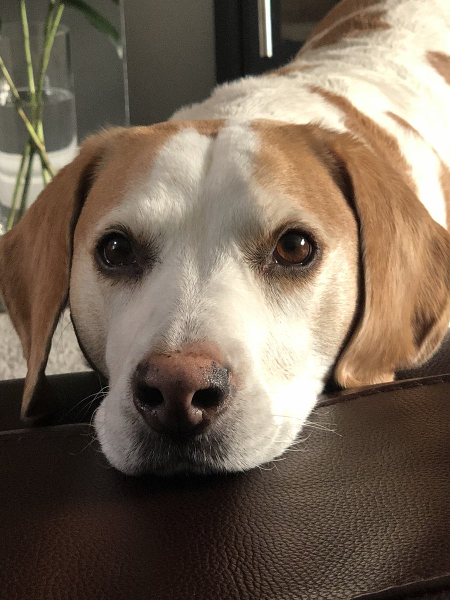 “Look into my eyes, not around the eyes but look into my eyes...
...you want to get up and get me a treat, you don’t know why but you do. It makes you feel great. You want to do it again. Every time you hear me bark you will get treat for me”
“...and you’re back in the room!”