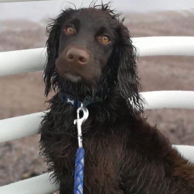 #NewProfilePic
#TauntonSprocker TWITTERSTORM after QUEENS SPEECH 5/4/20 
8.30-9.30pm 
Lighting up twitter with this guys story #STOLEN 2/4/20 
facebook.com/groups/2357843…