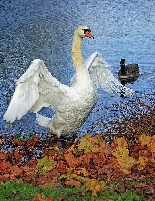 ChrisFerrara10's tweet photo. New artwork for sale! - "Majestic Swan" - https://t.co/yAeEiQpLwW @fineartamerica https://t.co/j2uGFEpfM6