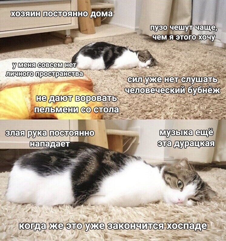 drunktwi's tweet photo. Тяжёлые будни кота во время карантина https://t.co/JAlSG6UQDM