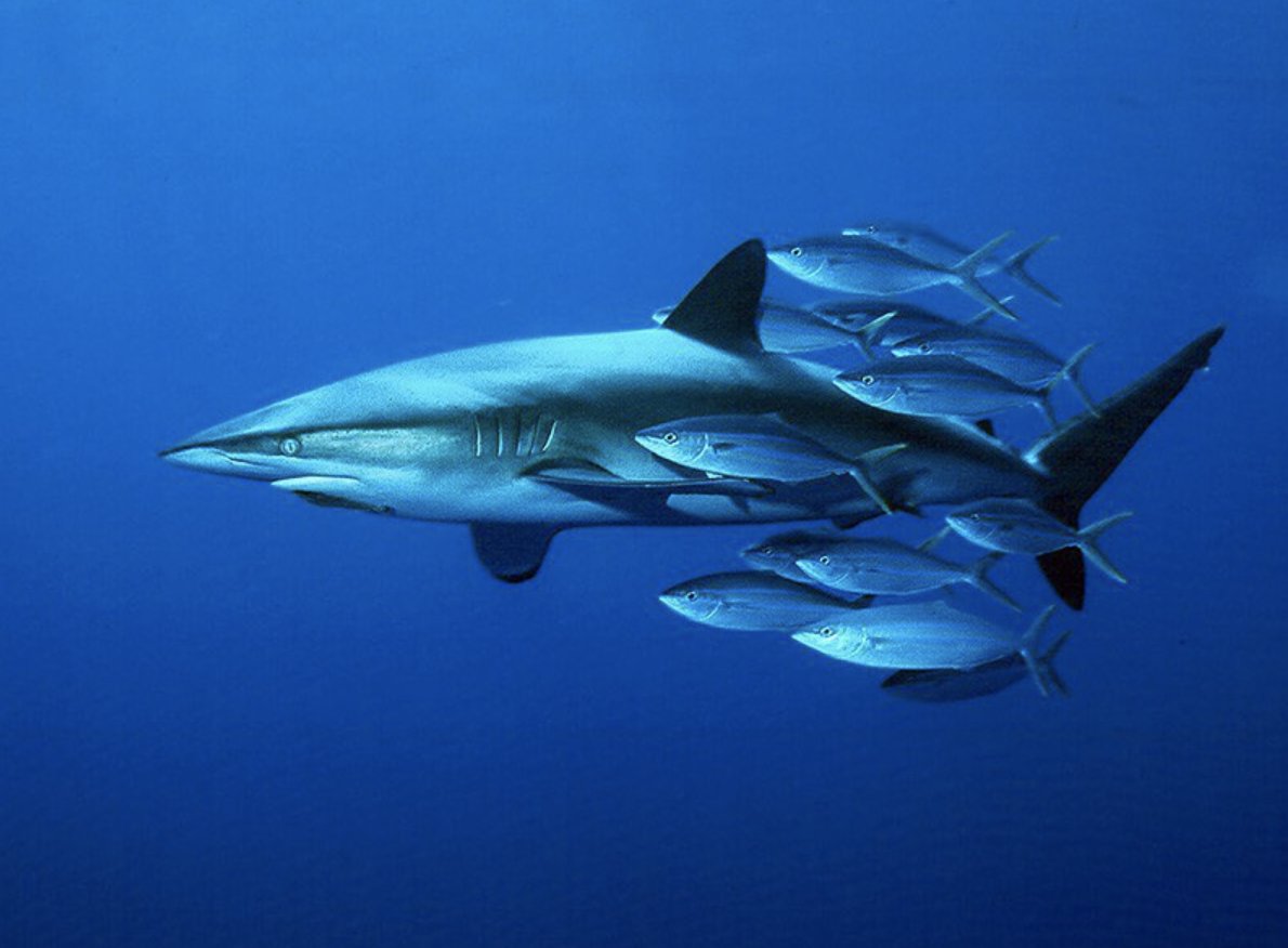 NakaweProject's tweet photo. Humans are consuming this shark at a rate that is unsustainable. We must end overfishing and shark finning!
Photo: Robert Heil #gameoverfishing #endoverfishing #wedonteatshark #endsharkfinning #duskyshark #dusky #overfishing #shark #sharkfishing https://t.co/teIFaOY3kZ