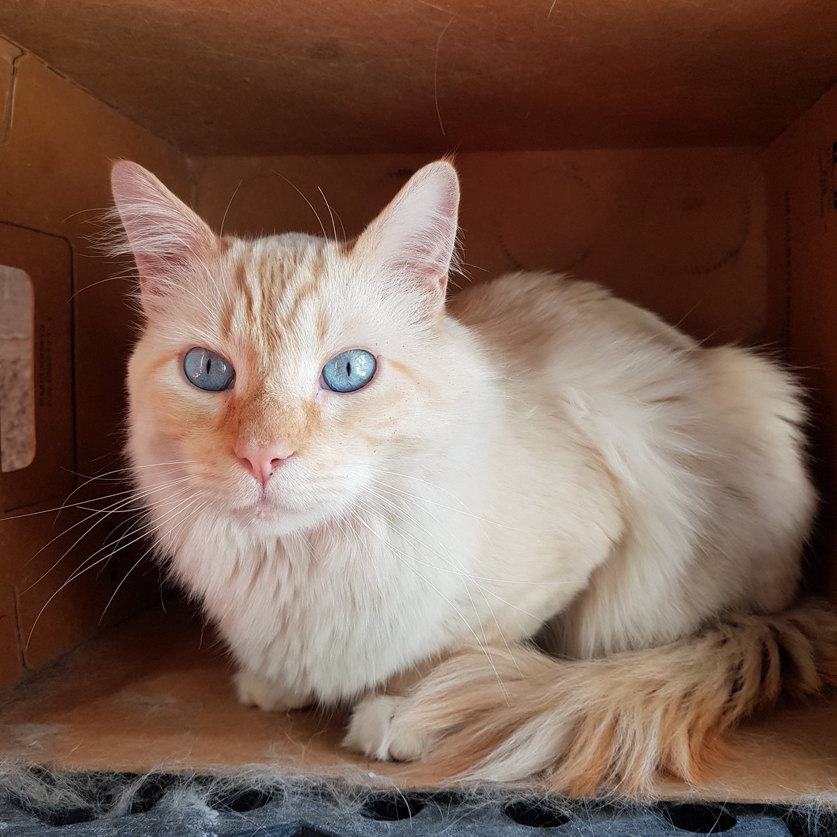 NancyUbilla3's tweet photo. #Orión #SinFiltros #RedPointCat 

Imposible no amar tanta belleza 😻 Perdón por la escenografía 🤭😹 https://t.co/WGpIp2WedS
