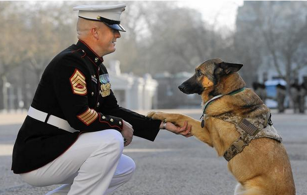 WeLoveDogsUSA's tweet photo. Join us in thanking this military working dog who lost a leg in service to his country! https://t.co/vzuZ7vuaku
