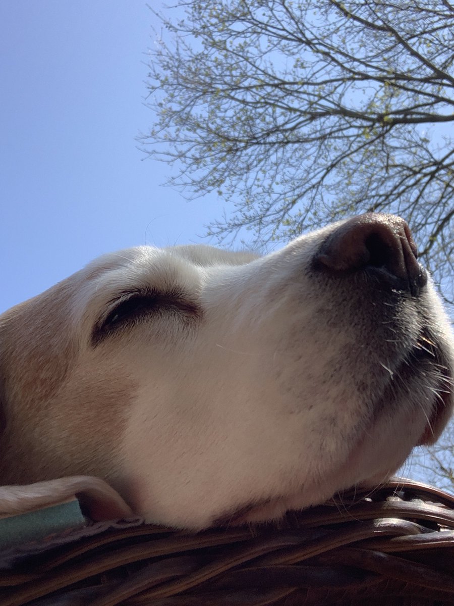 harrietschwartz's tweet photo. Blue sky and sun in Pittsburgh! #TobytheBeagleTA #ProfDogs #beagle #TeachersPet #Tenure4Toby #DogsatHome #DogsofInstagram #StayConnected #ConnectedTeaching https://t.co/kaQDuXTAav