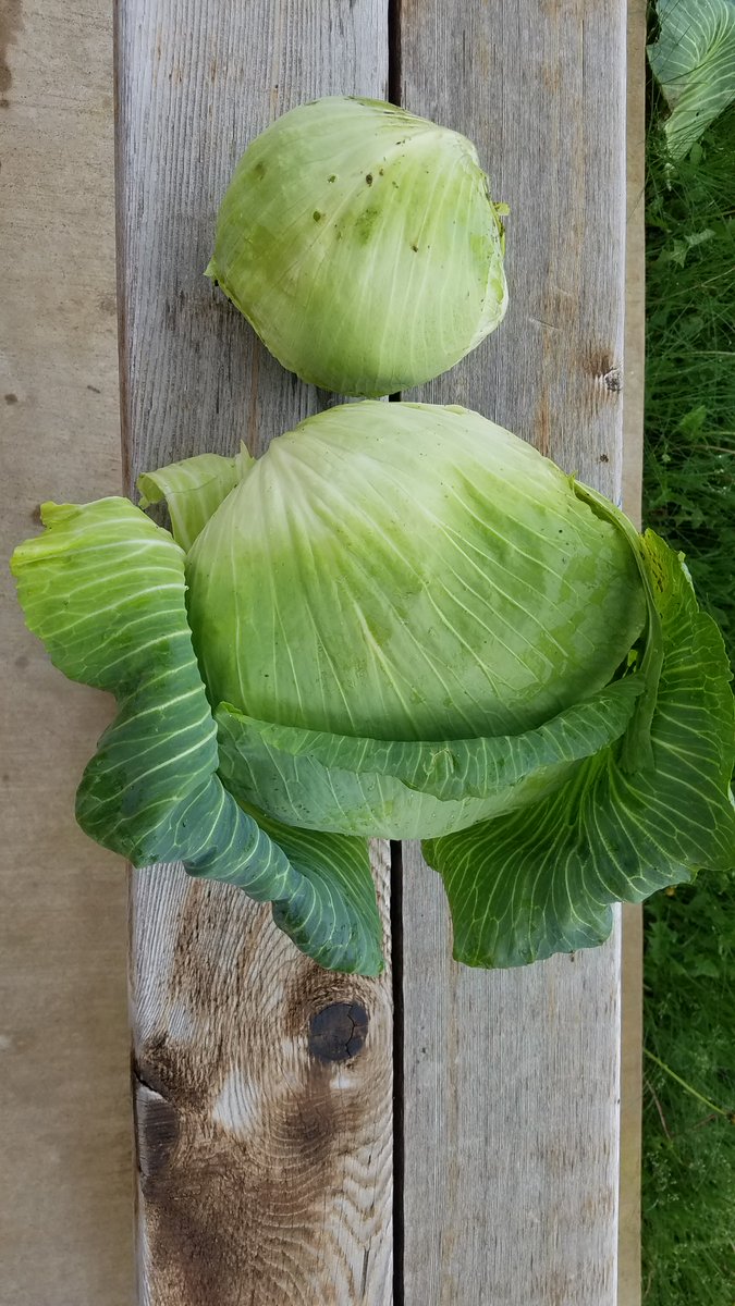 Thank you, Mr. Thompson, the district garden liaison, for helping to keep the Austin garden alive and growing while we are away!  We are excited to share that 4 lbs of cabbage was donated to Metro Crest food bank. @AllinAtAustin #CISDTogether