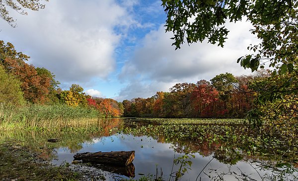 ChrisFerrara10's tweet photo. New artwork for sale! - "Fall Reflections" - https://t.co/1FvbFIwurW @fineartamerica https://t.co/q8UYMaCe9b