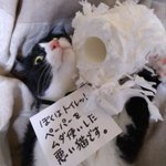 犯人確保!トイレットペーパーをボロボロにした猫ちゃん!