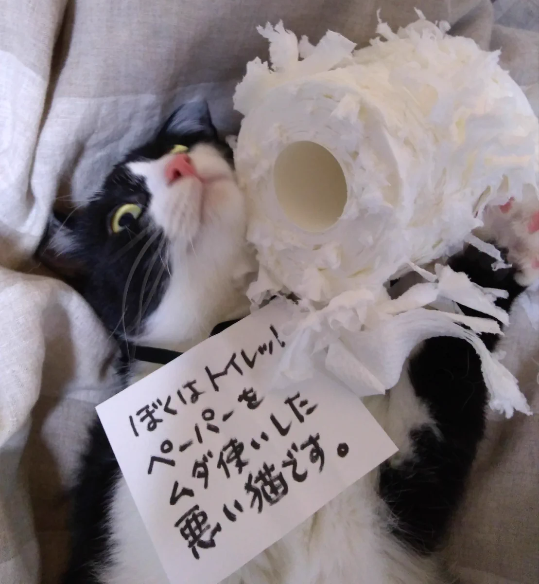 犯人確保！トイレットペーパーをボロボロにした猫ちゃんｗｗｗ