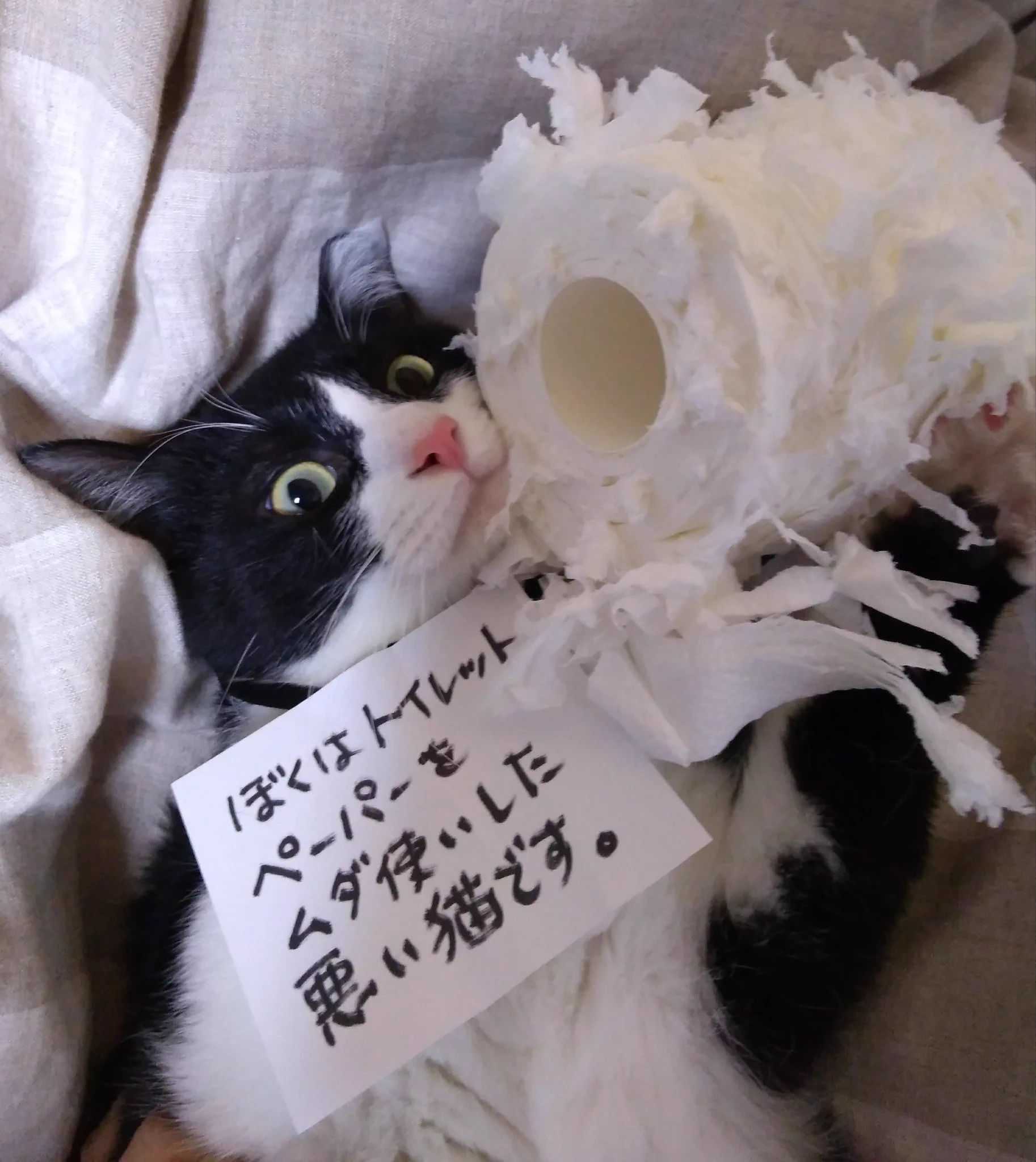 犯人確保！トイレットペーパーをボロボロにした猫ちゃんｗｗｗ
