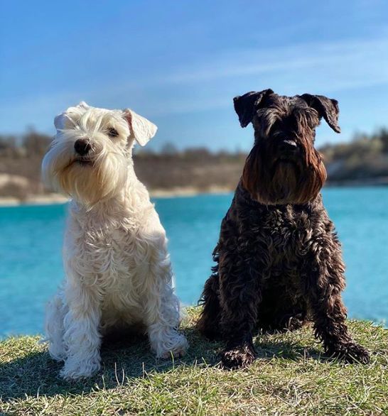 forbabs4pets's tweet photo. Schnauzer owner: (noun) 1. Like a normal dog owner but cooler 😎 https://t.co/pQHKtY5MpY